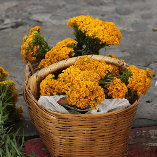 Tagetes Lucida: Una icónica flor de México